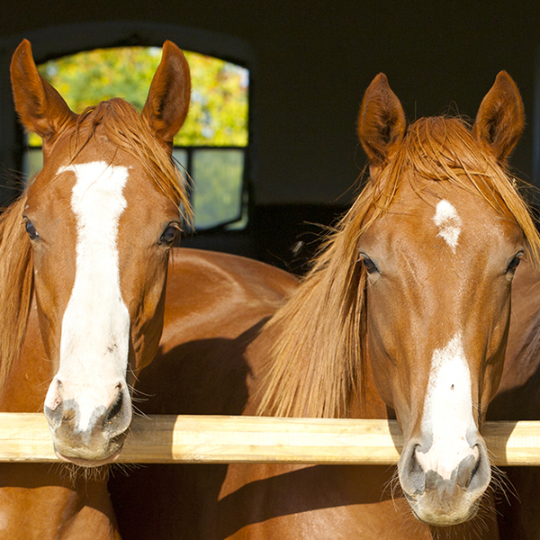 Two horses looking over a railing