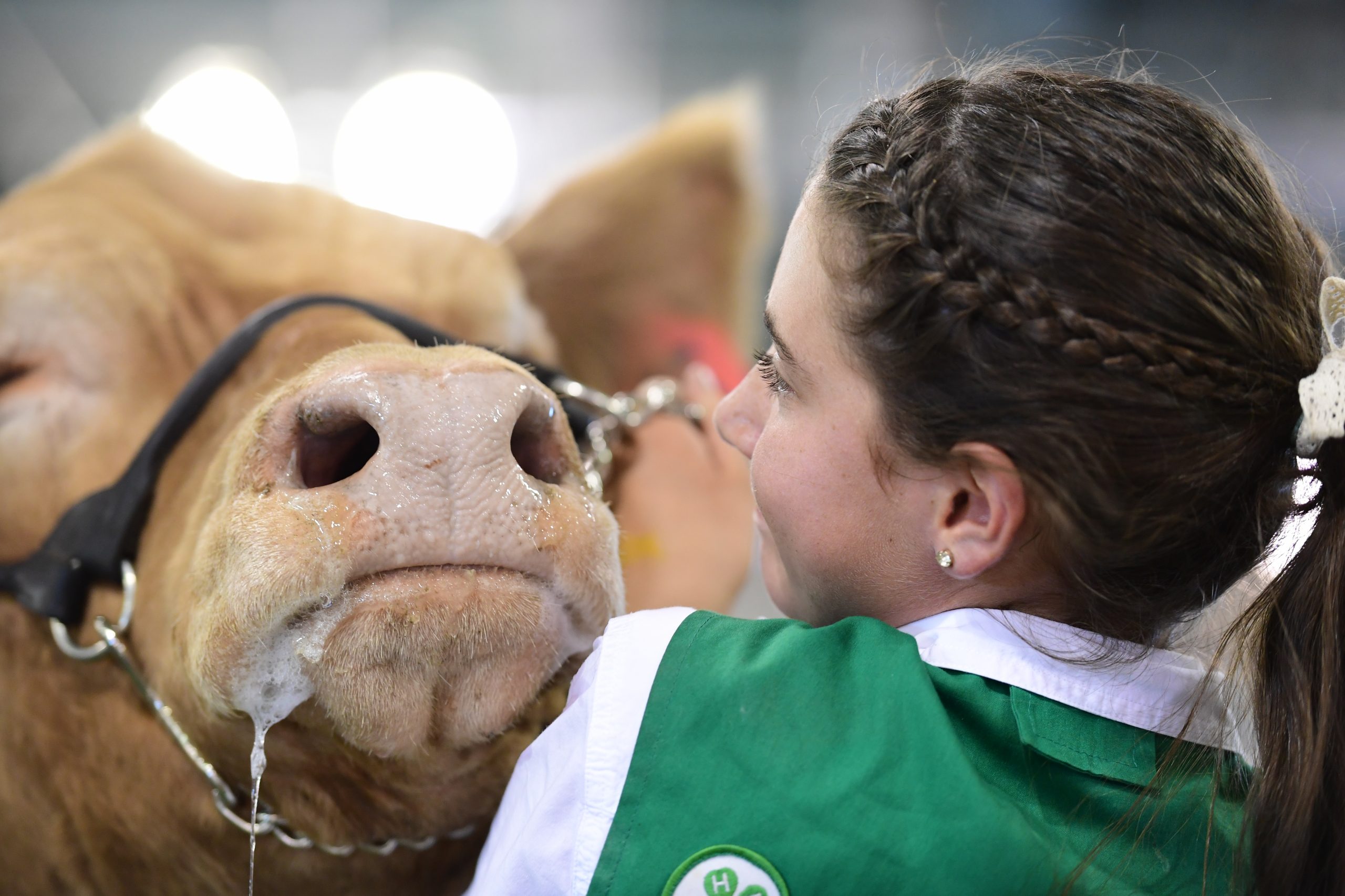 4-H exhibitor leading her cow at the California State Fair