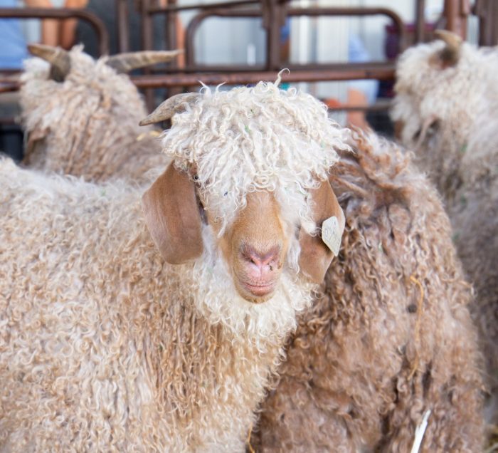 Goats standing in a pen