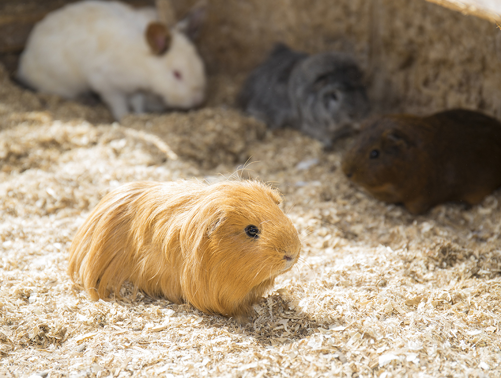 A ginger guinea pig in a petting zoo, with other animals in the background