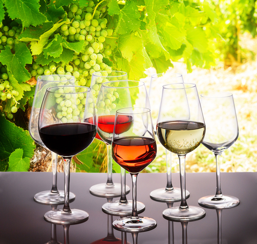 Wine tasting in wine yard, set of glasses with red, white and rose wine, bright green grapevine in background