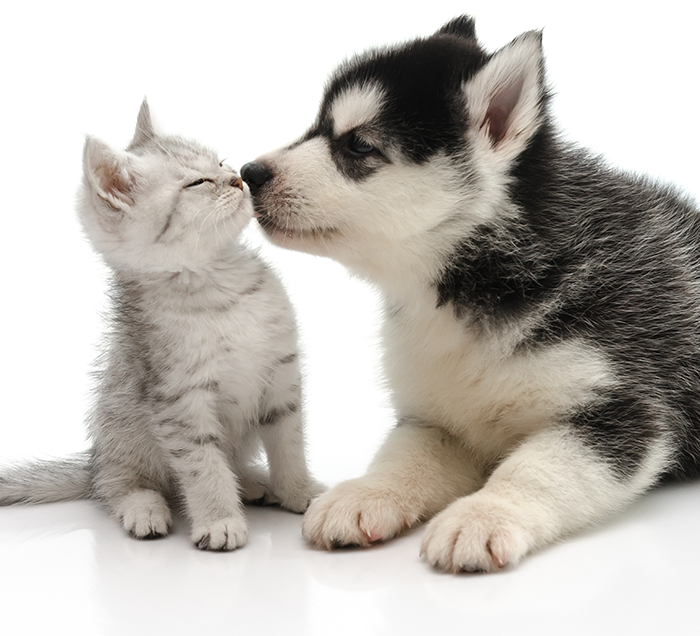 Dog laying down sniffing a sitting kitten on a white background