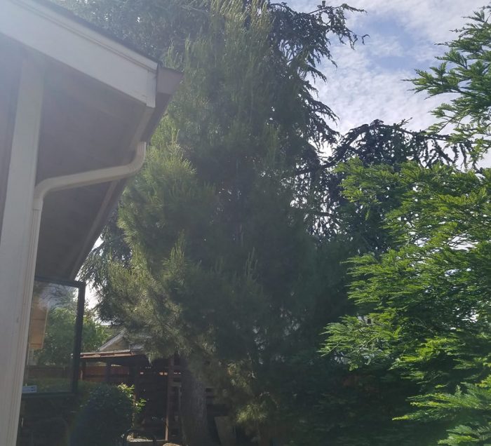 redwood tree next to house