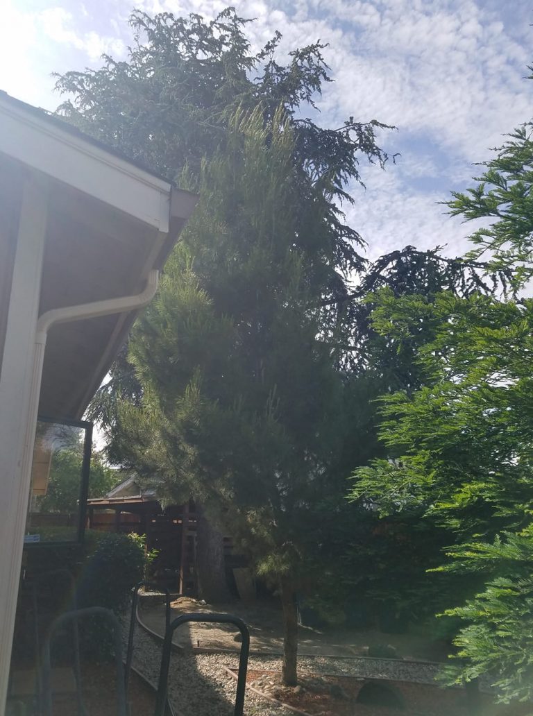 redwood tree next to house