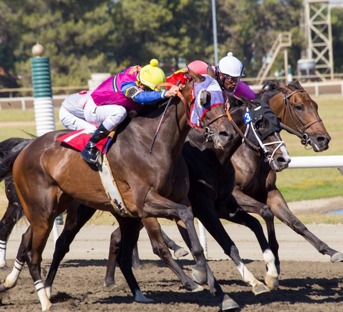 Horse Racing at Miller Lite Grandstand Simulcast Satellite Wagering Horse Racing