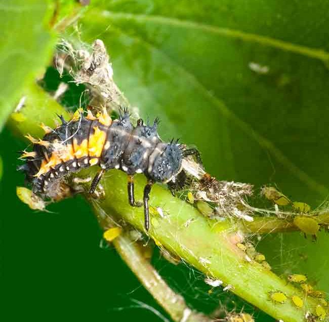 Stock Photo - Ladybug larva feeds on aphids on infected plant