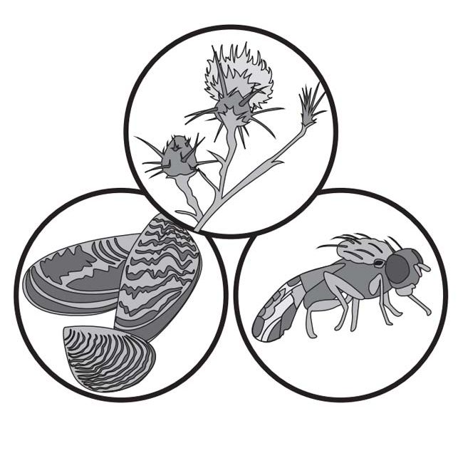 illustration of bugs inside circles