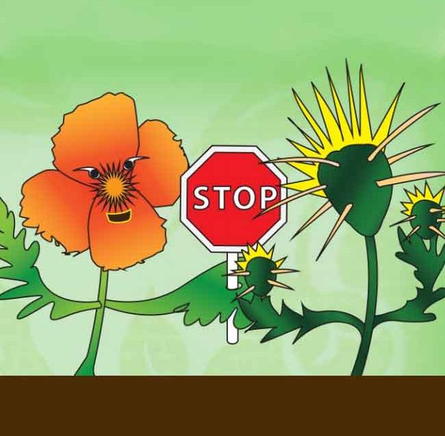 Illustrated flower and cacti holding a stop sign