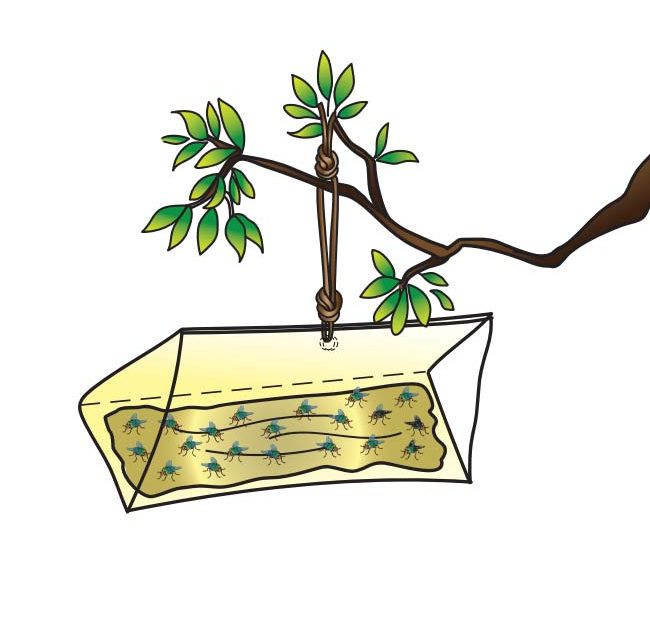 Illustrated Sticky Trap on a tree branch