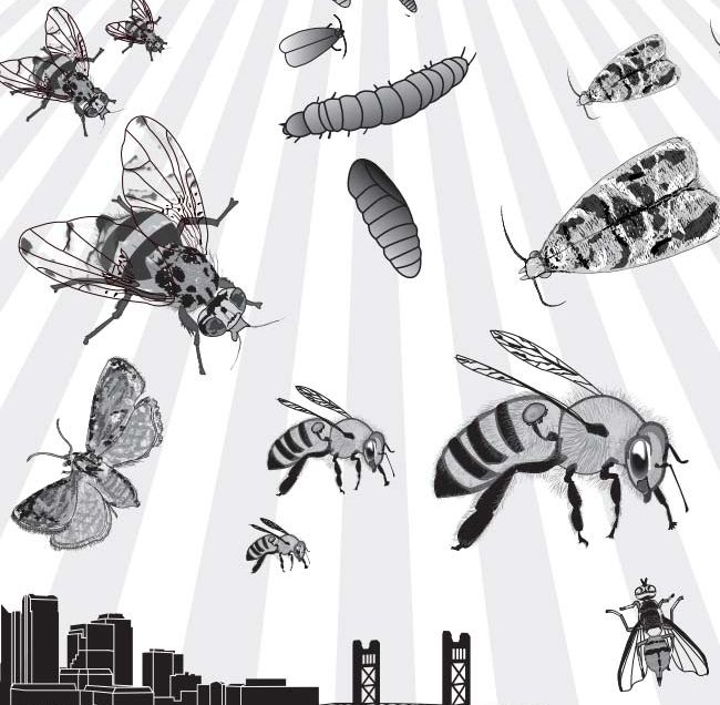 Illustration of a lot of floating insects