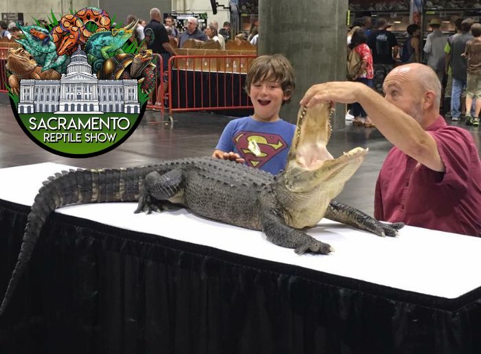 Sacramento Reptile Show. Little boy excitedly looking at an alligator with its mouth being held open by a man with wide eyes