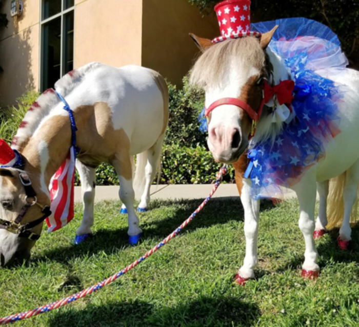 2 ponies decorated