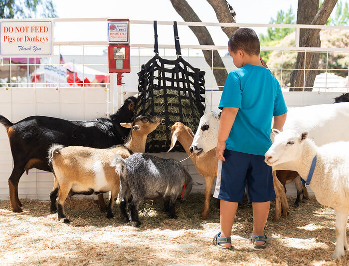 Kid looking at animals in a petting zoo
