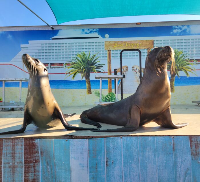Two sea lions on stage.