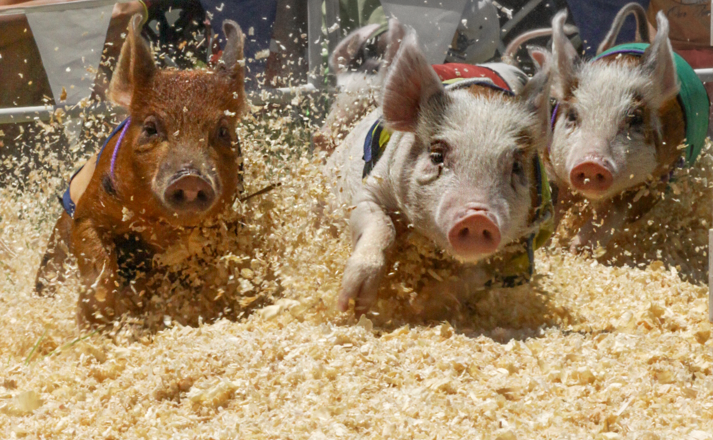 three pigs racing